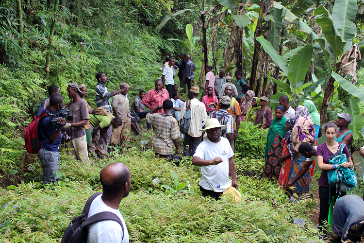 Agriculture / Lancement d’une campagne de reboisement à Anjouan